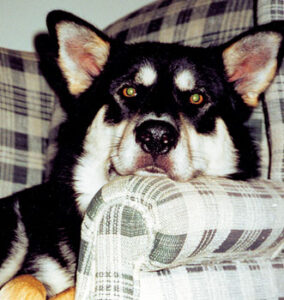 For Your Pet: Herbs for the Gastrointestinal System Image